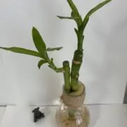 あらたの画像