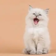 ごまさばの画像