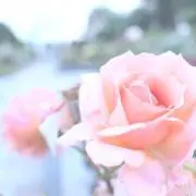 ねこの画像
