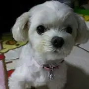 Qchan