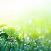 てんとうむしの画像