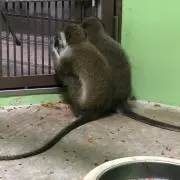 MUMUの画像