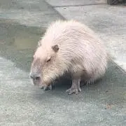 なとりうむの画像