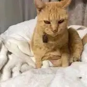 きなこプロフ必読お願いしますの画像