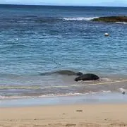 みーの画像