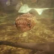 かぴの画像