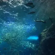 ふうぅの画像