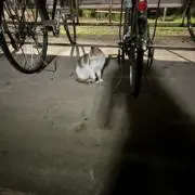 めろんの画像