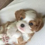 さちの画像