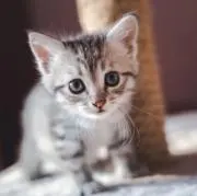 RONの画像