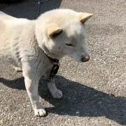 chouの画像