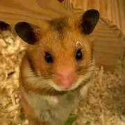 むぎ