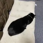 たろあん