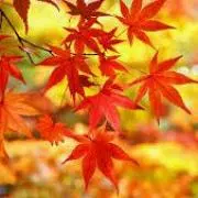 kuroyagiの画像