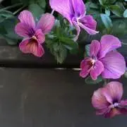 Yendyの画像