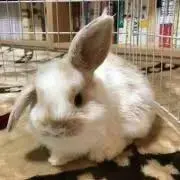 もちたろう