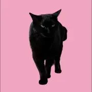 ever137の画像