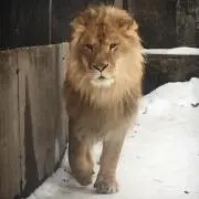 はっしーの画像