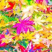 椛ママの画像