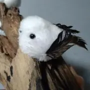 キビキヨの画像