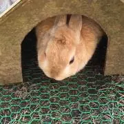 うさぎの画像