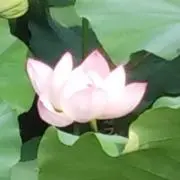 しかこの画像