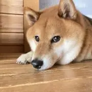 ᕬᕬ ฅの画像