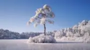 ニコニコの画像