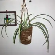 ホッピー[※プロフィール要確認☆彡]の画像