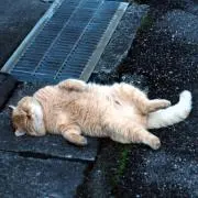 ねこの画像