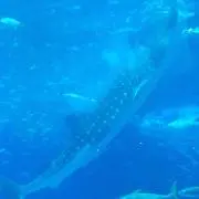 poplikeの画像