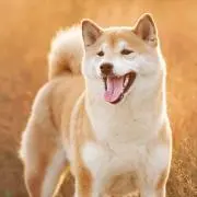 バムの画像