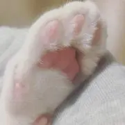 chaco