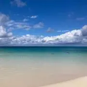 vinの画像