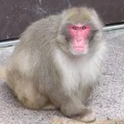 づ