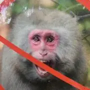 オオモジ山の送り火