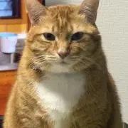 TOKAの画像