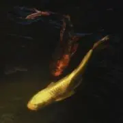 シュウの画像