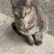 ミスマープルの画像