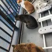 M.猫の画像