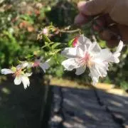 トゥー