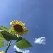 ニコニコ　セット割引ありの画像