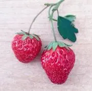 otoufuの画像