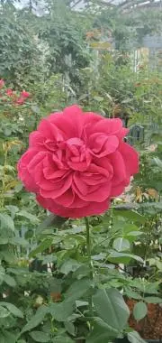 糸魚川真柏 創作盆栽 タヌキ 松 真柏 - メルカリ