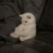 さしみの画像