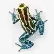 ヤドクん