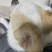 みかんの画像