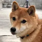 りゅうはる