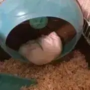 ピンマンの画像