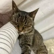 mynの画像